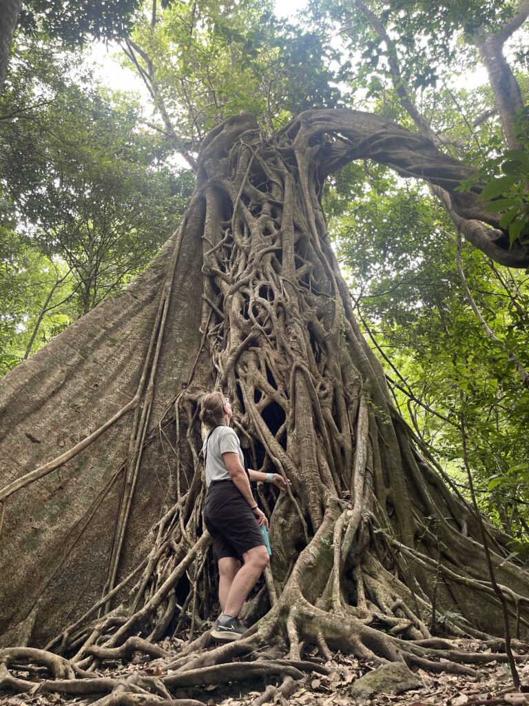 Twisted roots of a strangler fig tree in the Guanacaste dry forest